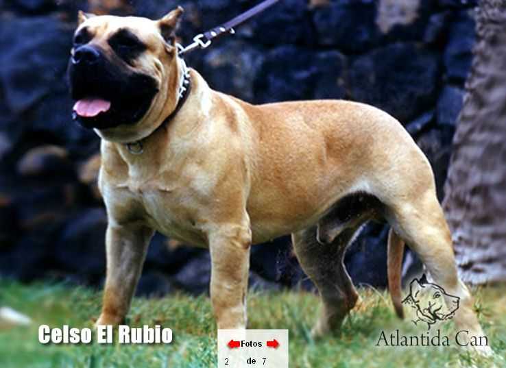Celso El Rubio de Haridian