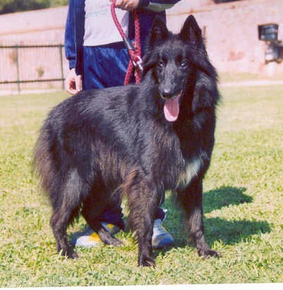 Cora de Belliamici