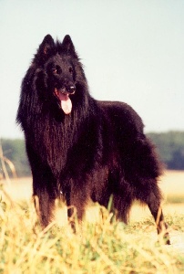 Gylson de la