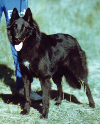 Tina de Belliamici