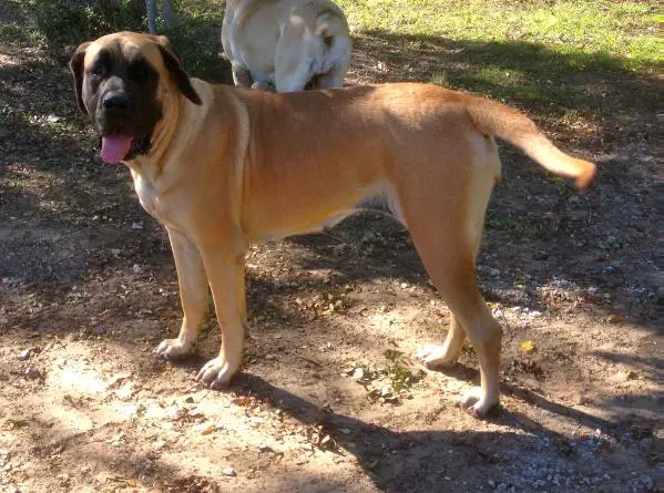 Lone Star Yella Rose of Rockport