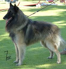 Boogy van der Hoge Laer