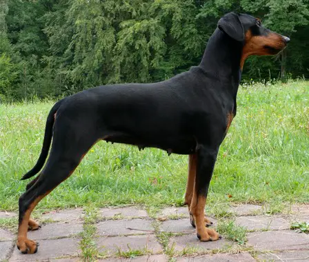 Duffyco's SAMARA