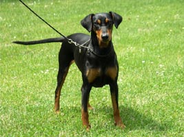 Duffyco´s Que Belle