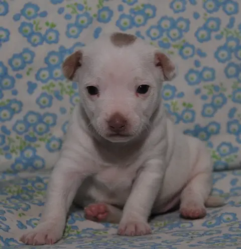 Hall's Pearly Snowflake