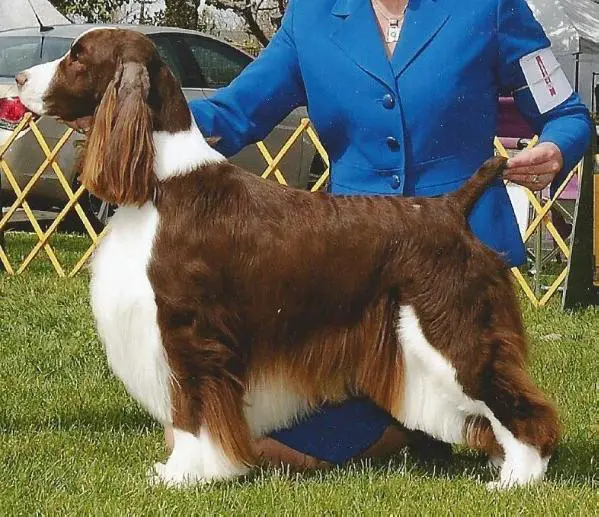 Welsh Springer Springer Spaniel Pedigree Database Springer Spaniel