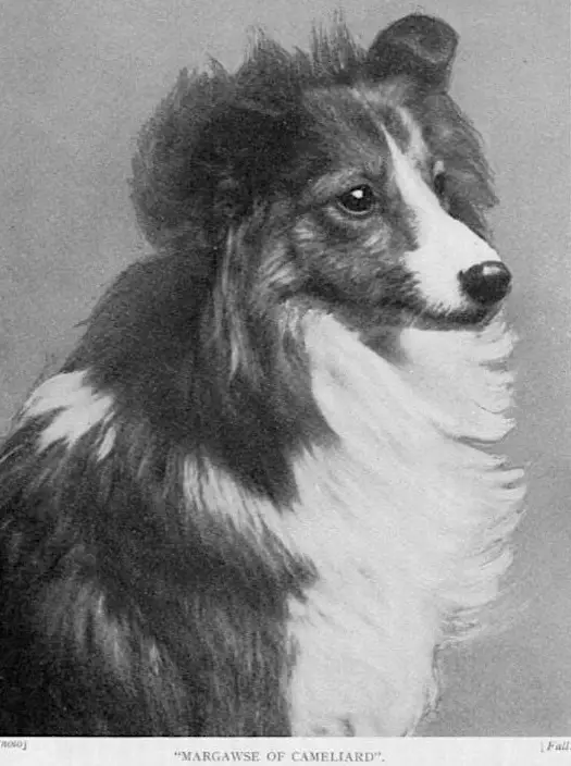 Margawse Of Cameliard