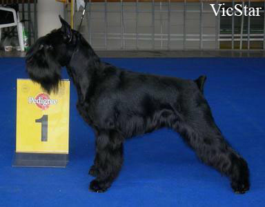 Gissa Victorious Star