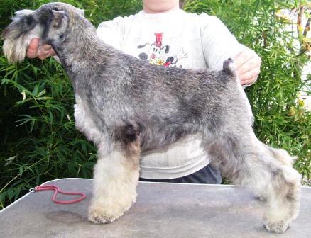 Dog-Otho`s SAHARA`S GIRL/GT