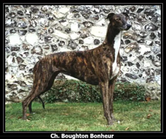 Boughton Bonheur