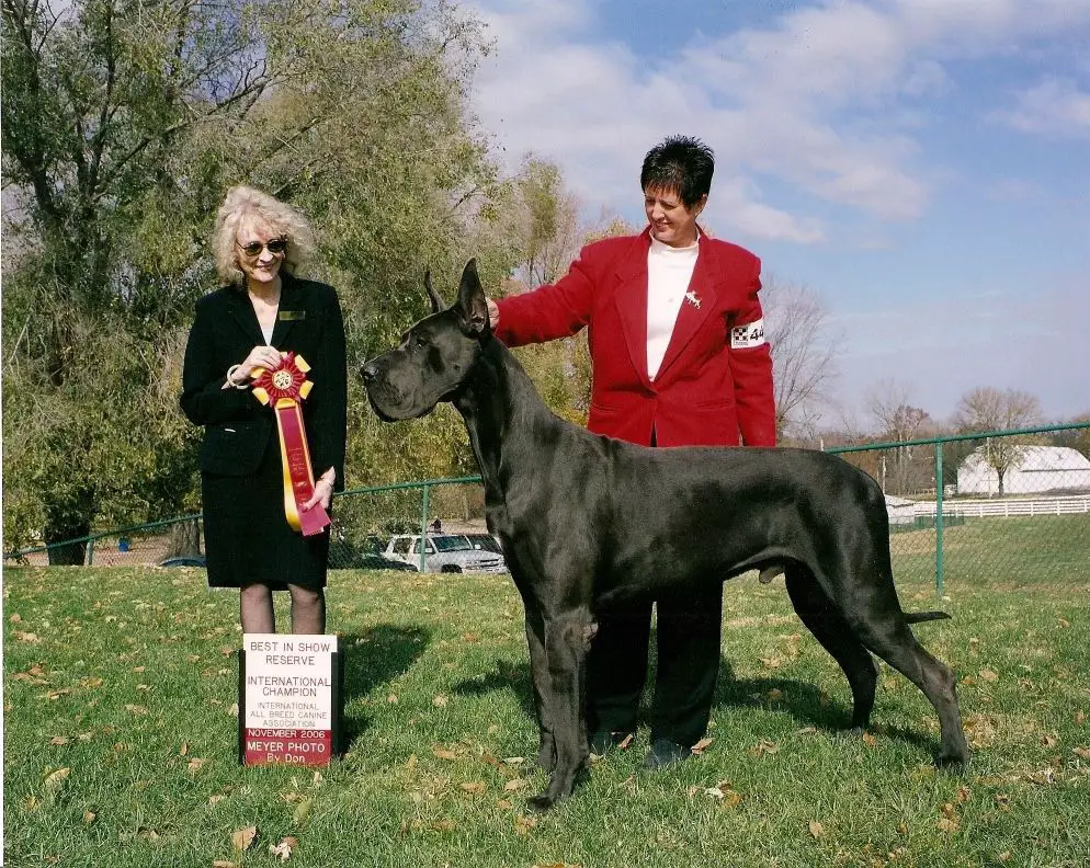 Wysiwyg great danes cheap
