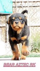 Aztec kennels clearance