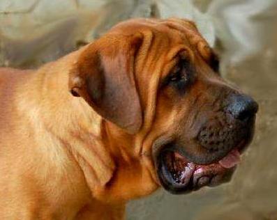 Ghost Dog Ostatni Samuraj	
