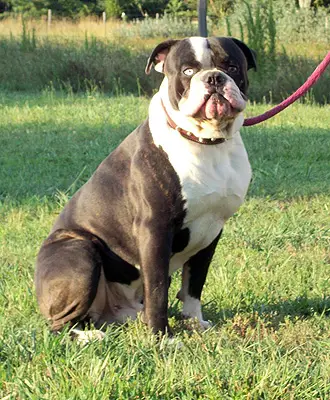 Walker American Bulldog Online