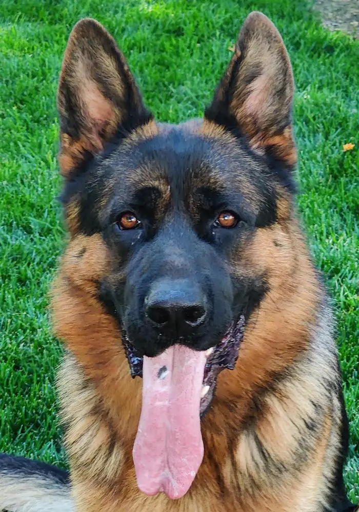 Kimbo de Ferkan