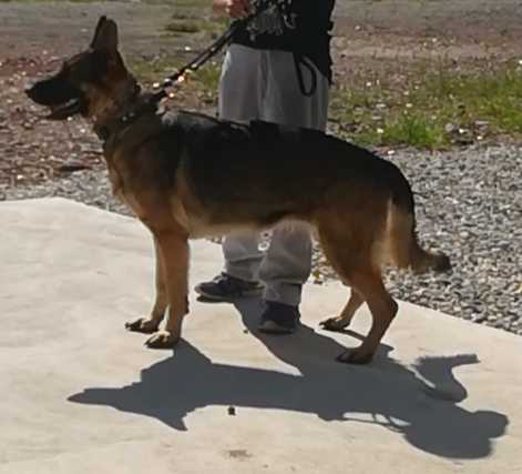 boots for german shepherds