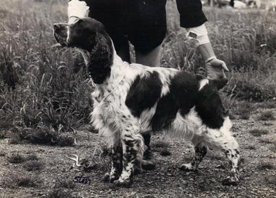 Whisborne Shadowfax