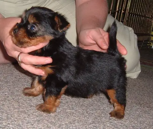 Dare Devil Fire Flash (Kennel vom Mozers Schafer)