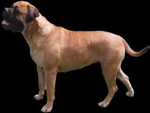 kugel bullmastiffs