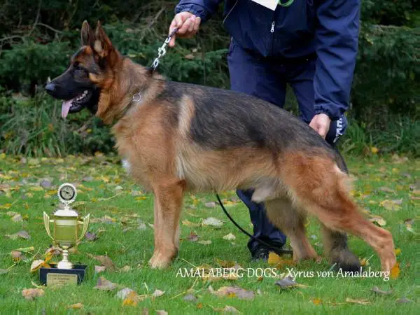 Amalaberg kennels sales