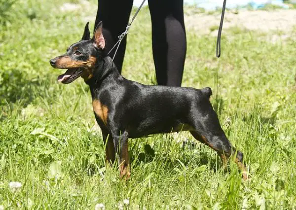 Zhemchuzhnaja Diadema Stefani