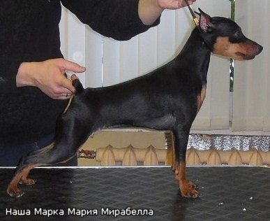 Nasha Marka Marija Mirabella