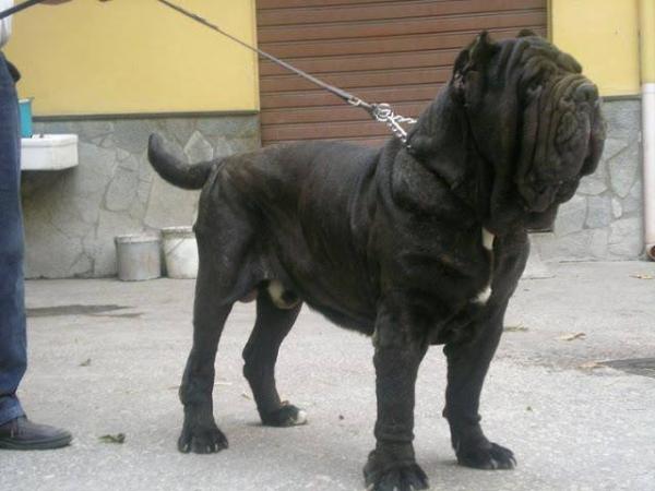 Masaniello del Nolano