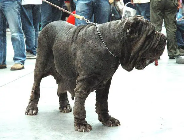 Asia del Nolano
