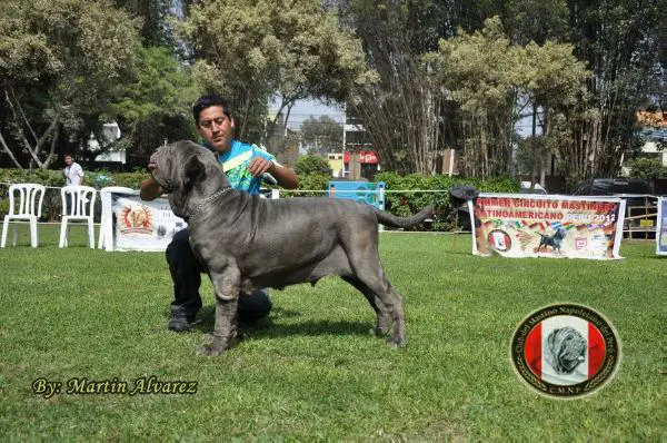Aura del Nolano