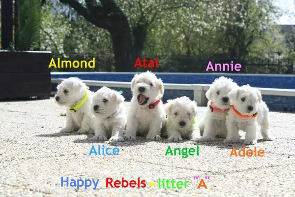 Adele Happy Rebels