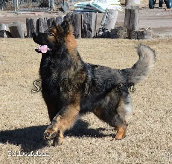 Sable Silver Sable Sable Long Haired German Shepherd Puppies Silver