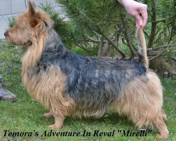 Temora's Adventure in Reval