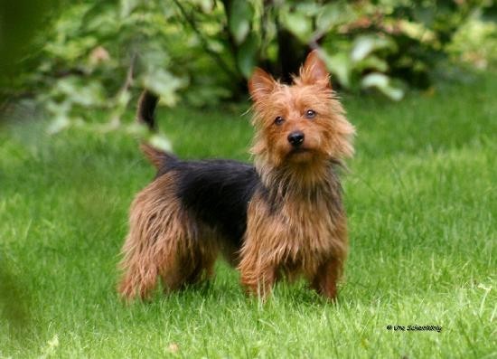 Ivy Suzy von der Turlmuhle