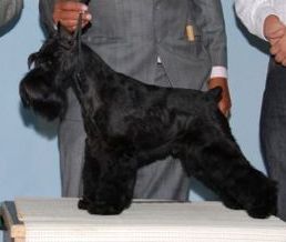 Victorious Star Cosme of Black Whisker