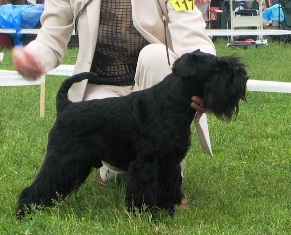 Diplomat Des Diables D´ebene