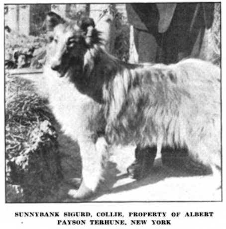 sunnybank collies