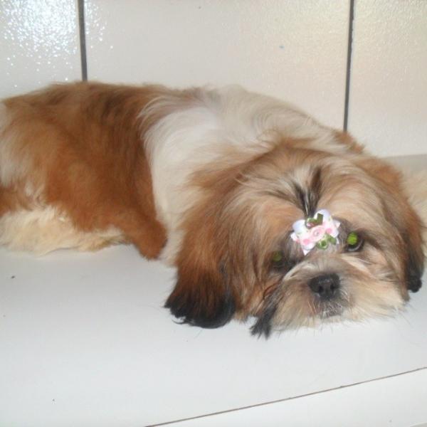 Cherry zara chacara'S dog