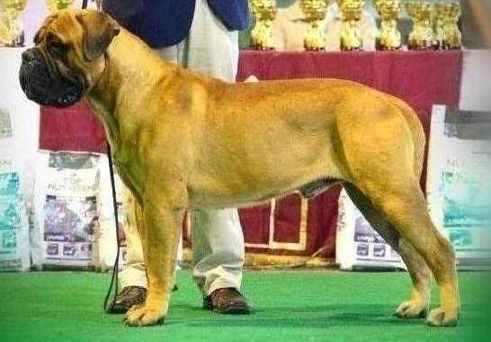 kugel bullmastiffs