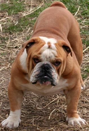big old english bulldog