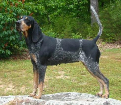 blood tick coonhound