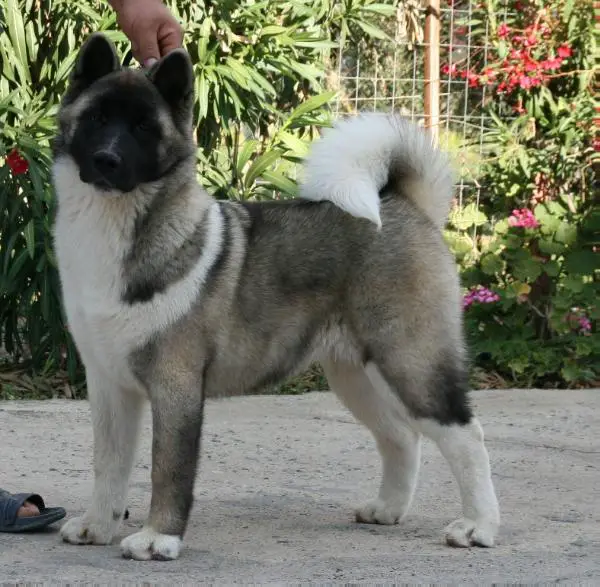 Danti akitas sales