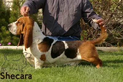 shecara bassets