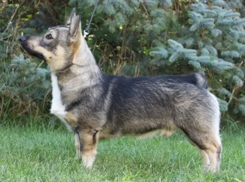 Trident's Zvenne (SWE)