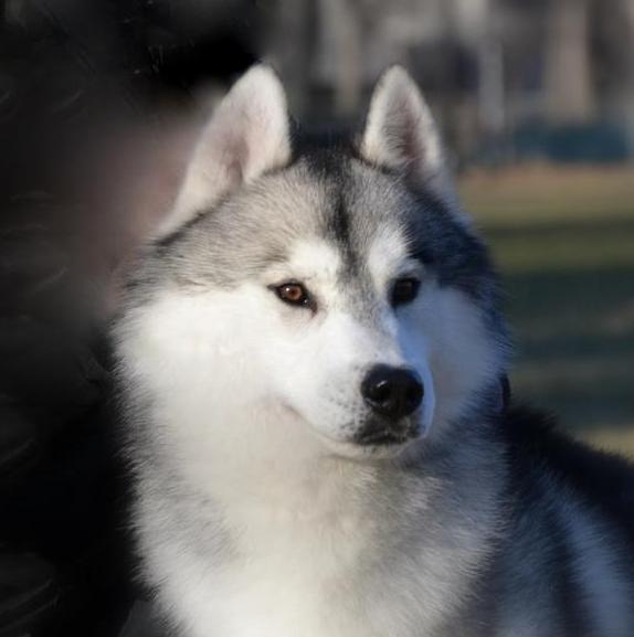 Sheytan's Beauty Cocorico
