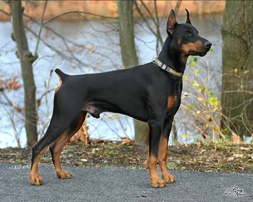 working line doberman