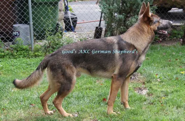 Leerburg german hot sale shepherds
