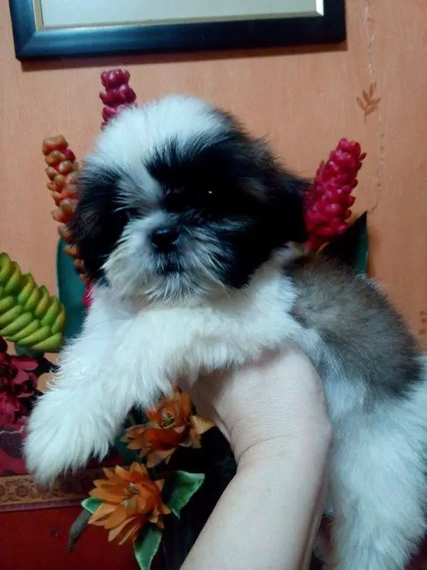 Mindy minerva of furr-Face