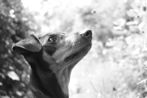 Black Beauty My Sunshine