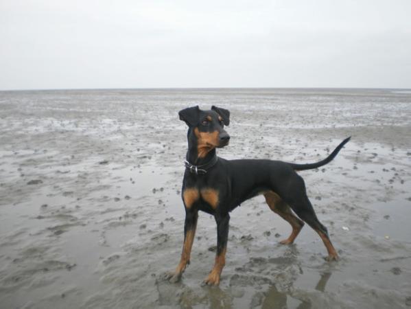 Ria's Sommerwind's Eylin