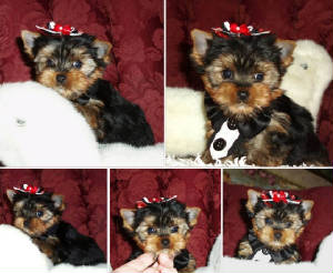 Natalie's Little yorkie Dinky